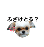 ウチのブサカワ犬   うに（個別スタンプ：25）