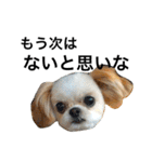 ウチのブサカワ犬   うに（個別スタンプ：27）