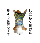 ウチのブサカワ犬   うに（個別スタンプ：29）