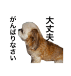 ウチのブサカワ犬   うに（個別スタンプ：30）