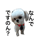 ウチのブサカワ犬   うに（個別スタンプ：31）
