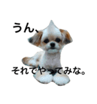 ウチのブサカワ犬   うに（個別スタンプ：33）