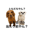ウチのブサカワ犬   うに（個別スタンプ：34）