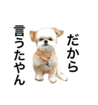 ウチのブサカワ犬   うに（個別スタンプ：36）