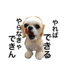 ウチのブサカワ犬   うに（個別スタンプ：40）