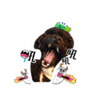 We are poodles（個別スタンプ：1）