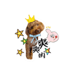 We are poodles（個別スタンプ：2）