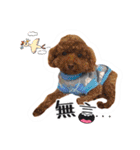 We are poodles（個別スタンプ：4）