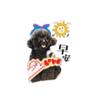 We are poodles（個別スタンプ：6）