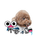 We are poodles（個別スタンプ：16）