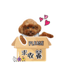 We are poodles（個別スタンプ：20）