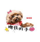 We are poodles（個別スタンプ：21）