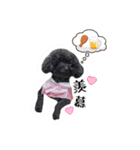 We are poodles（個別スタンプ：25）