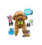 We are poodles（個別スタンプ：28）