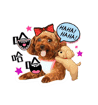 We are poodles（個別スタンプ：32）