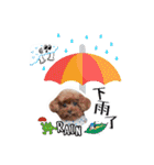 We are poodles（個別スタンプ：34）