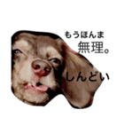 ぴぃまろ日和。（個別スタンプ：15）