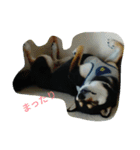 Kuroshiba Ponta（個別スタンプ：15）