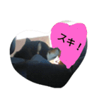 Kuroshiba Ponta（個別スタンプ：16）