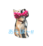 toharu（個別スタンプ：2）