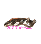 toharu（個別スタンプ：3）