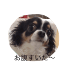 3dogs is family（個別スタンプ：1）