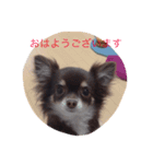 3dogs is family（個別スタンプ：2）
