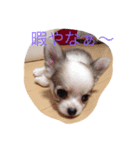 3dogs is family（個別スタンプ：3）