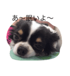 3dogs is family（個別スタンプ：4）