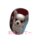 3dogs is family（個別スタンプ：6）