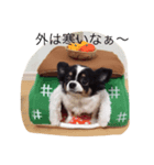 3dogs is family（個別スタンプ：7）