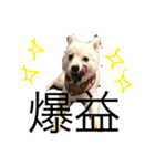 ALII＆PIPI stanp（個別スタンプ：1）