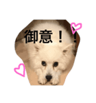 ALII＆PIPI stanp（個別スタンプ：4）