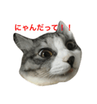 吾輩はレオである（個別スタンプ：1）