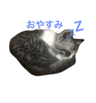吾輩はレオである（個別スタンプ：2）