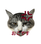 吾輩はレオである（個別スタンプ：6）