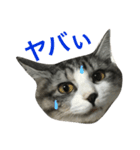 吾輩はレオである（個別スタンプ：8）