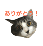 吾輩はレオである（個別スタンプ：12）