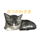 吾輩はレオである（個別スタンプ：14）