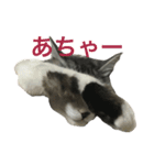吾輩はレオである（個別スタンプ：16）