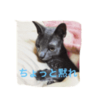 癒しネコぷる〜（個別スタンプ：4）