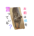 癒しネコぷる〜（個別スタンプ：6）