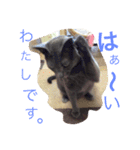 癒しネコぷる〜（個別スタンプ：12）