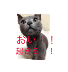 癒しネコぷる〜（個別スタンプ：15）