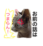 癒しネコぷる〜（個別スタンプ：17）