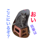 癒しネコぷる〜（個別スタンプ：22）