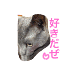 癒しネコぷる〜（個別スタンプ：23）