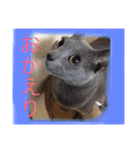 癒しネコぷる〜（個別スタンプ：25）