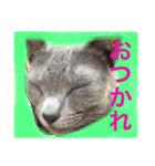 癒しネコぷる〜（個別スタンプ：26）