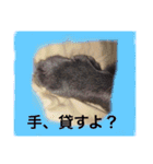 癒しネコぷる〜（個別スタンプ：27）